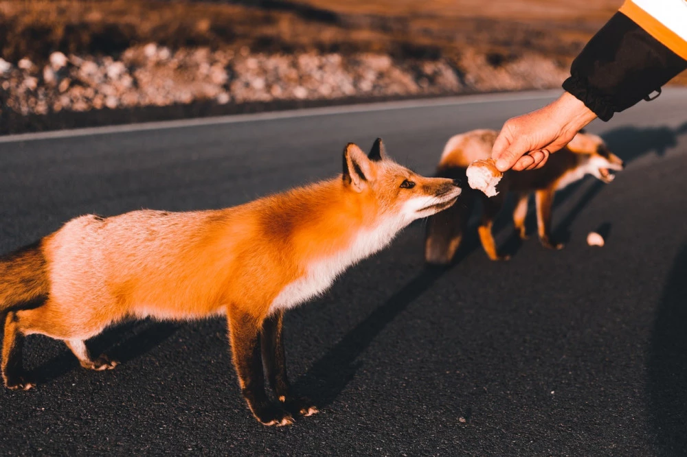 Taking care of a fox is complicated